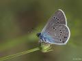 Polyommatus bellis (Çokgözlü Güzelmavi)